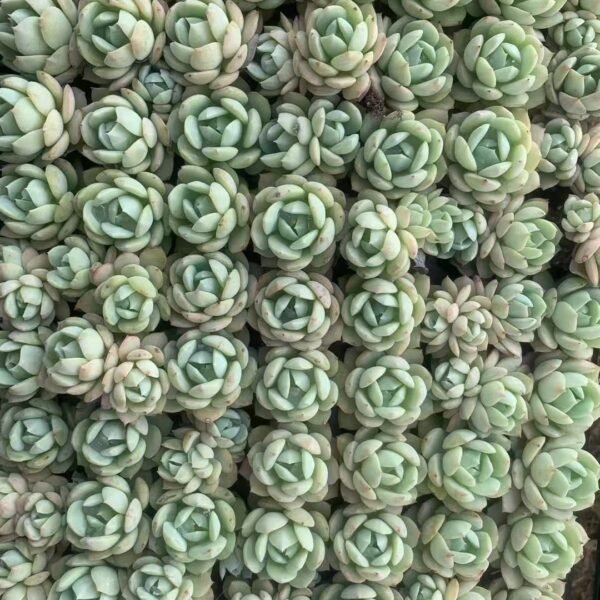 140. Echeveria ‘Derlu’