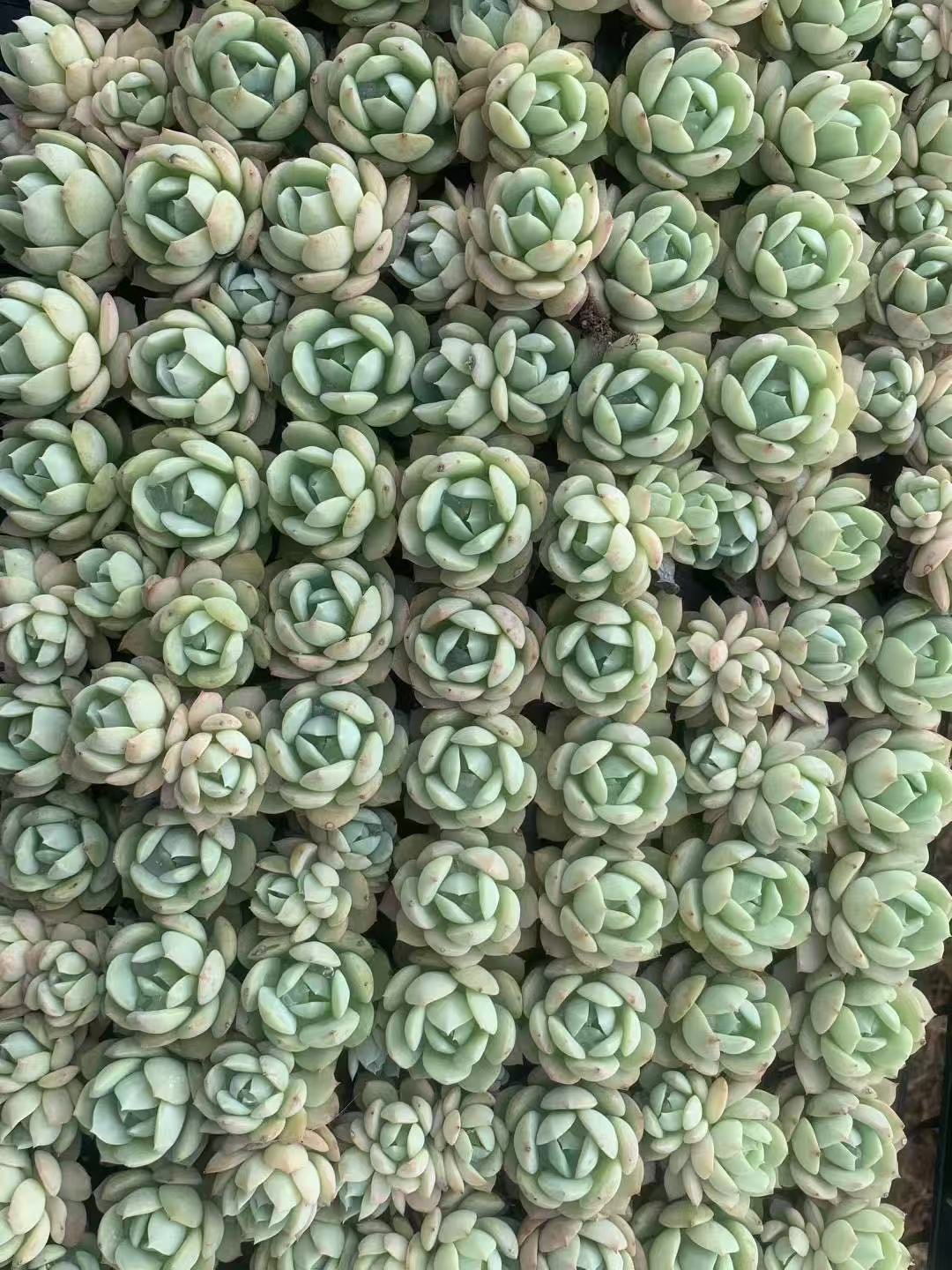 Echeveria 'Derlu'