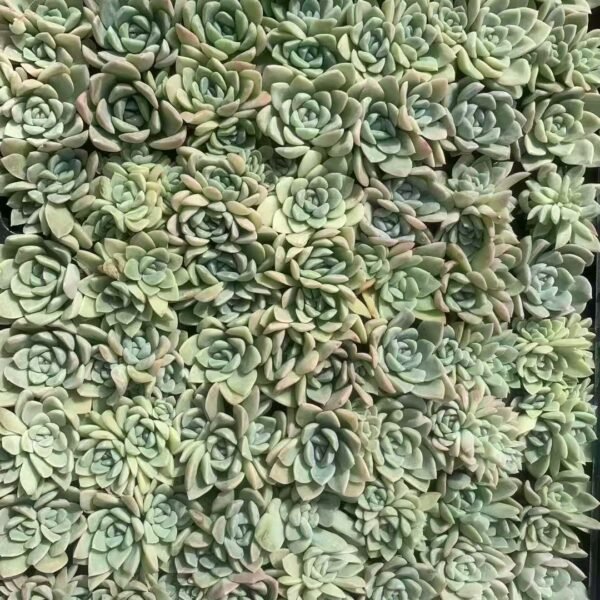 186. Pachyveria ‘Fair Princess’