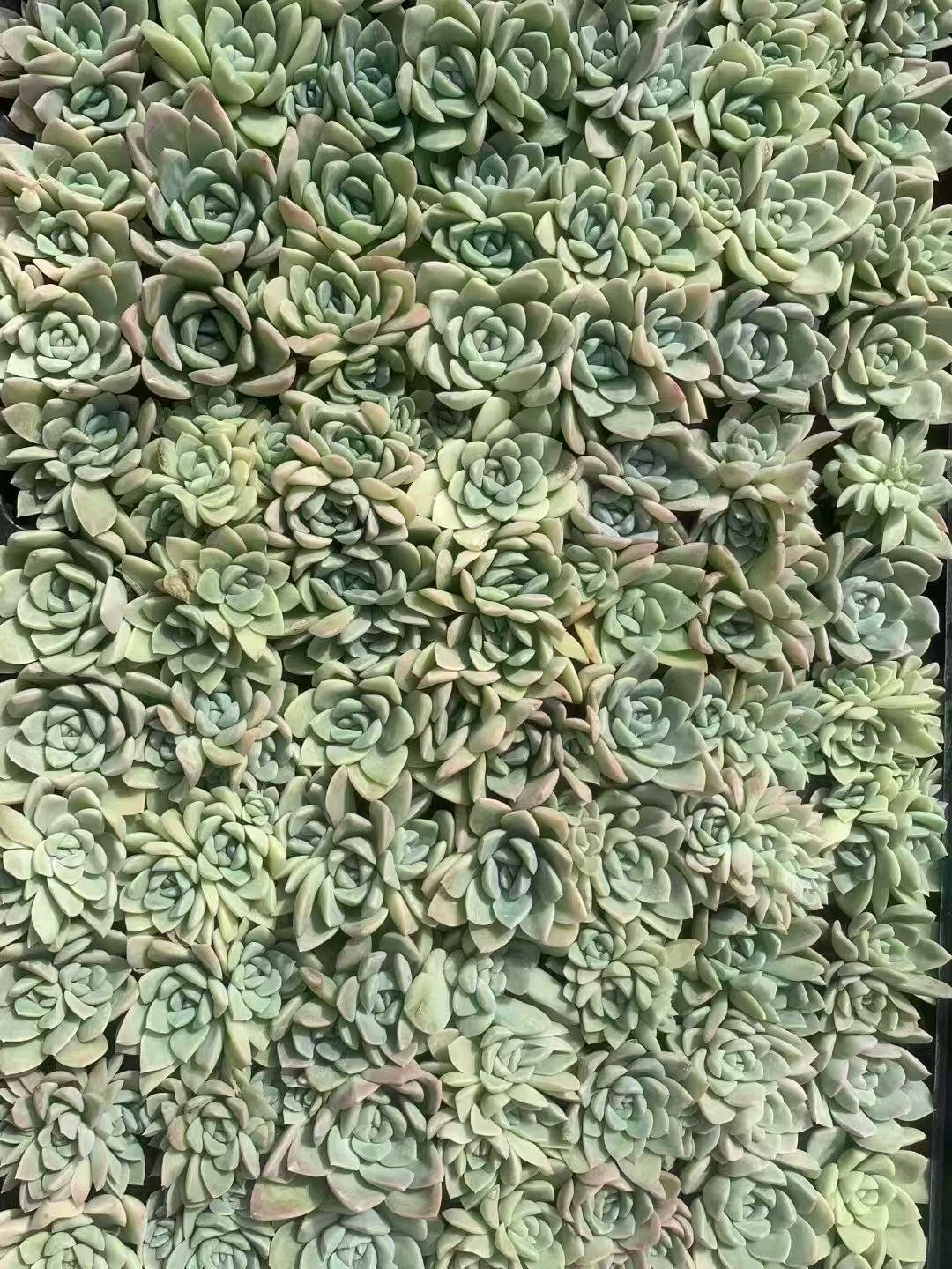 Pachyveria 'Fair Princess'