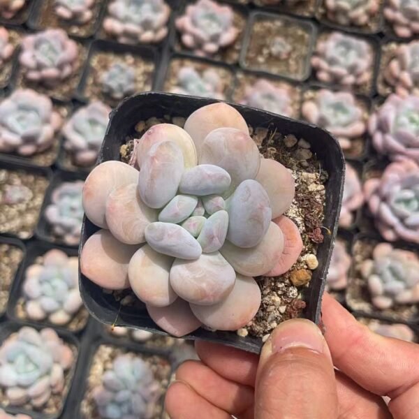 170. Pachyphtum cv. Frevel