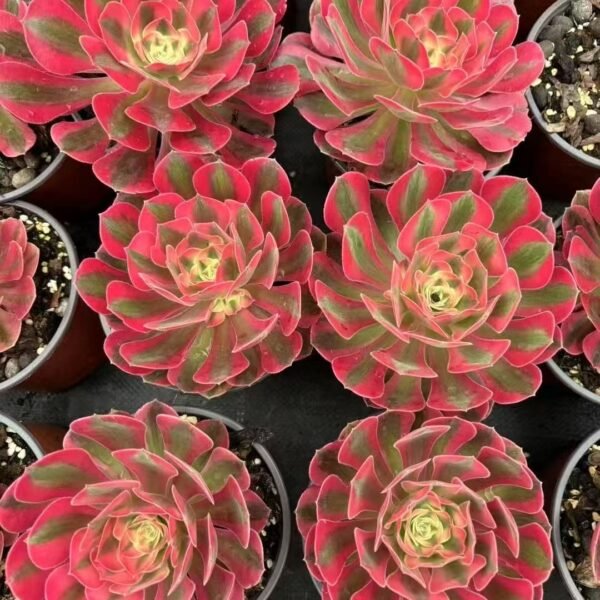 025. Aeonium ‘Pink Witch’