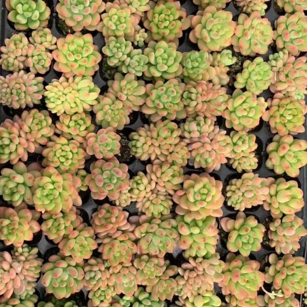 035. Sedeveria ‘Shangri-La’