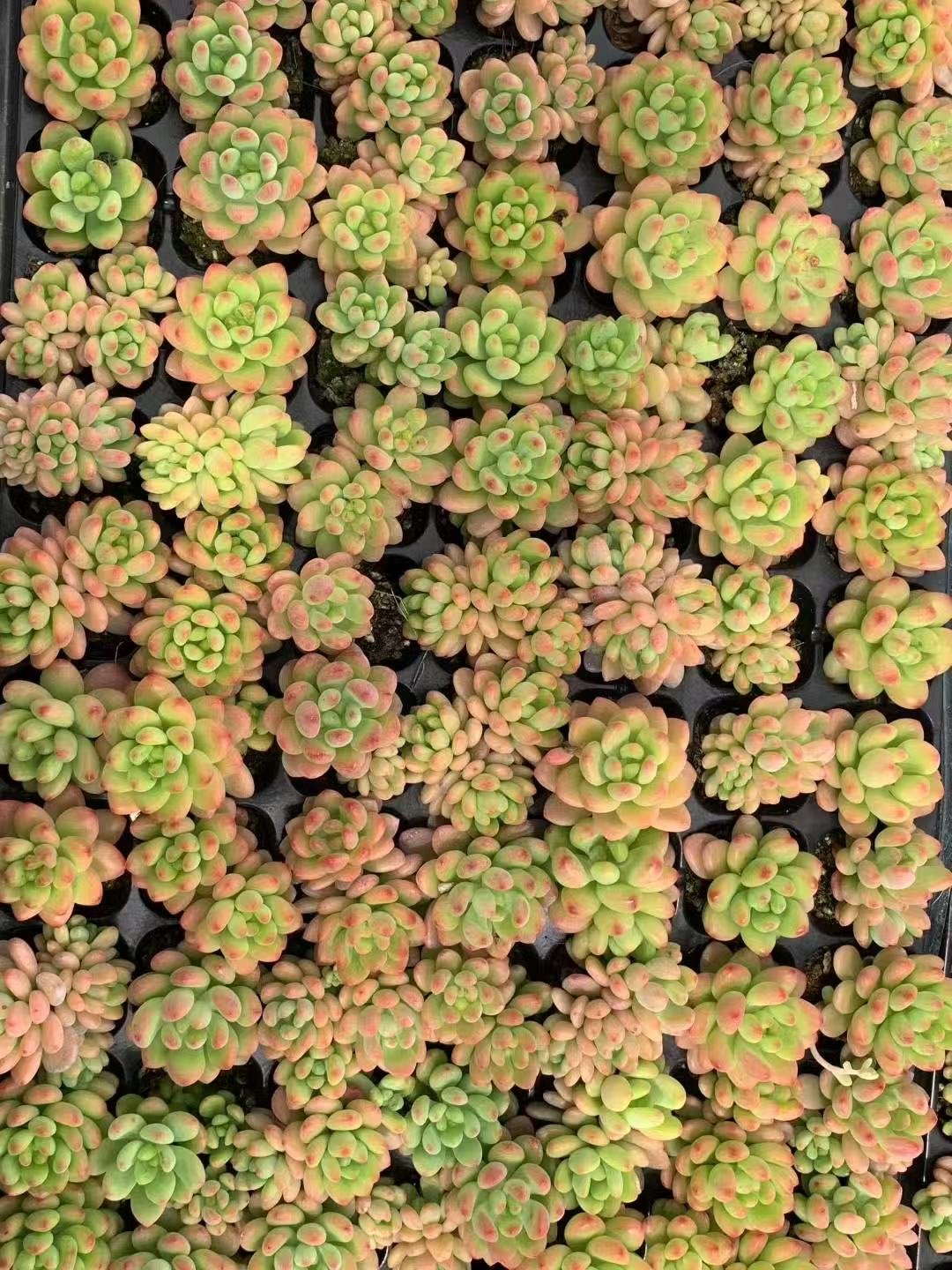 Sedeveria 'Shangri-La'