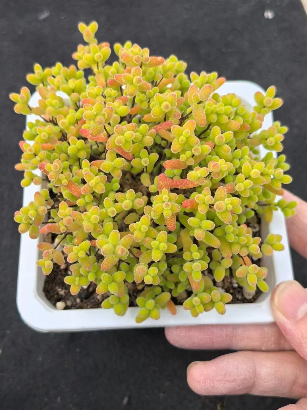 Echeveria 'Honey Orange'