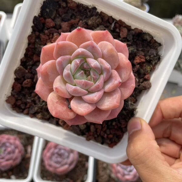 058. cheveria ‘Apparition’