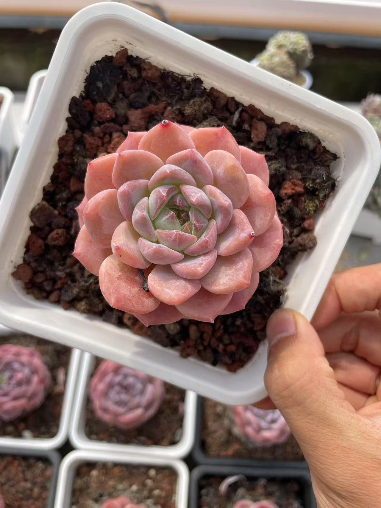 cheveria 'Apparition'