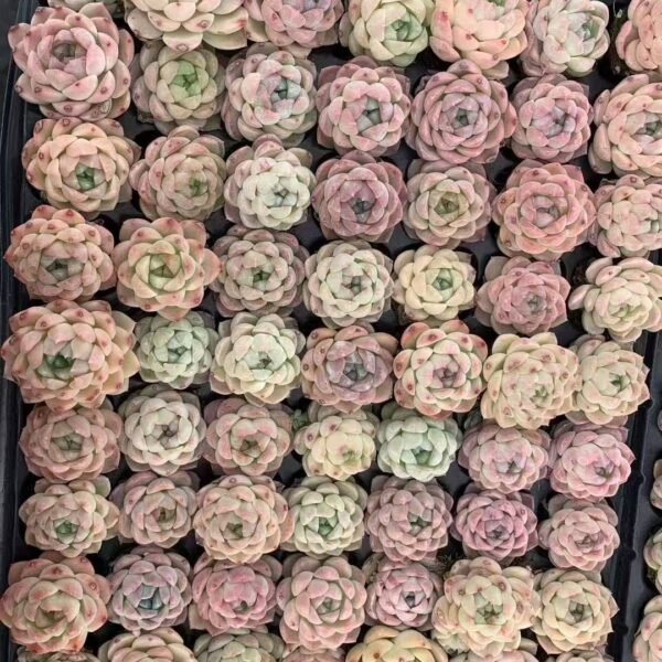 019. Echeveria White Peach