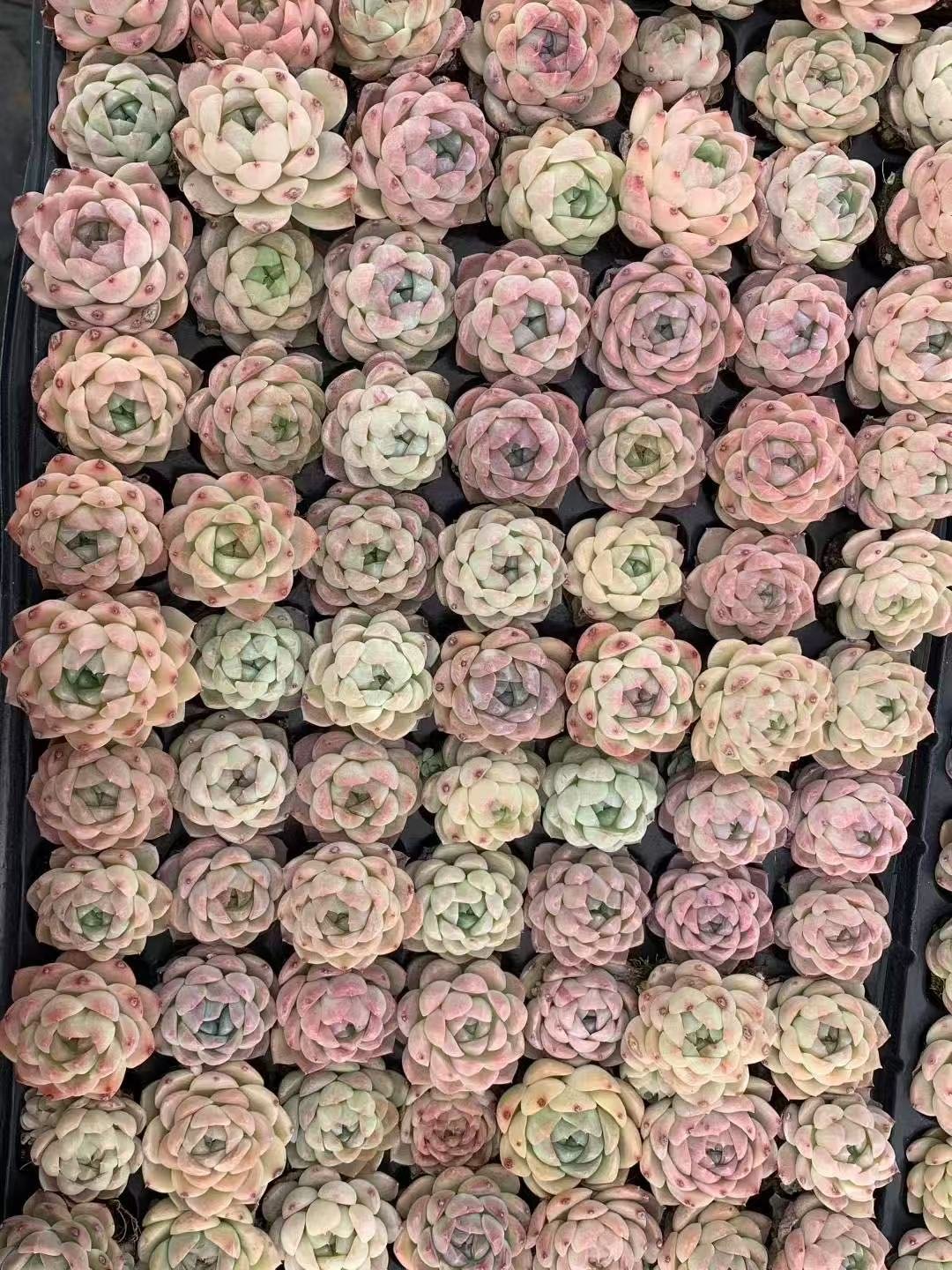 Echeveria White Peach