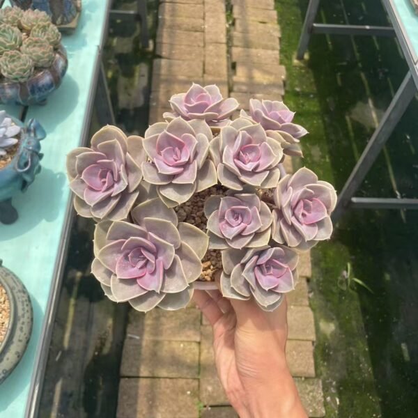 098. Echeveria ‘Perle von Nürnberg’