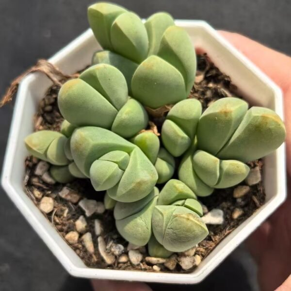 016. Gibbaeum petrense