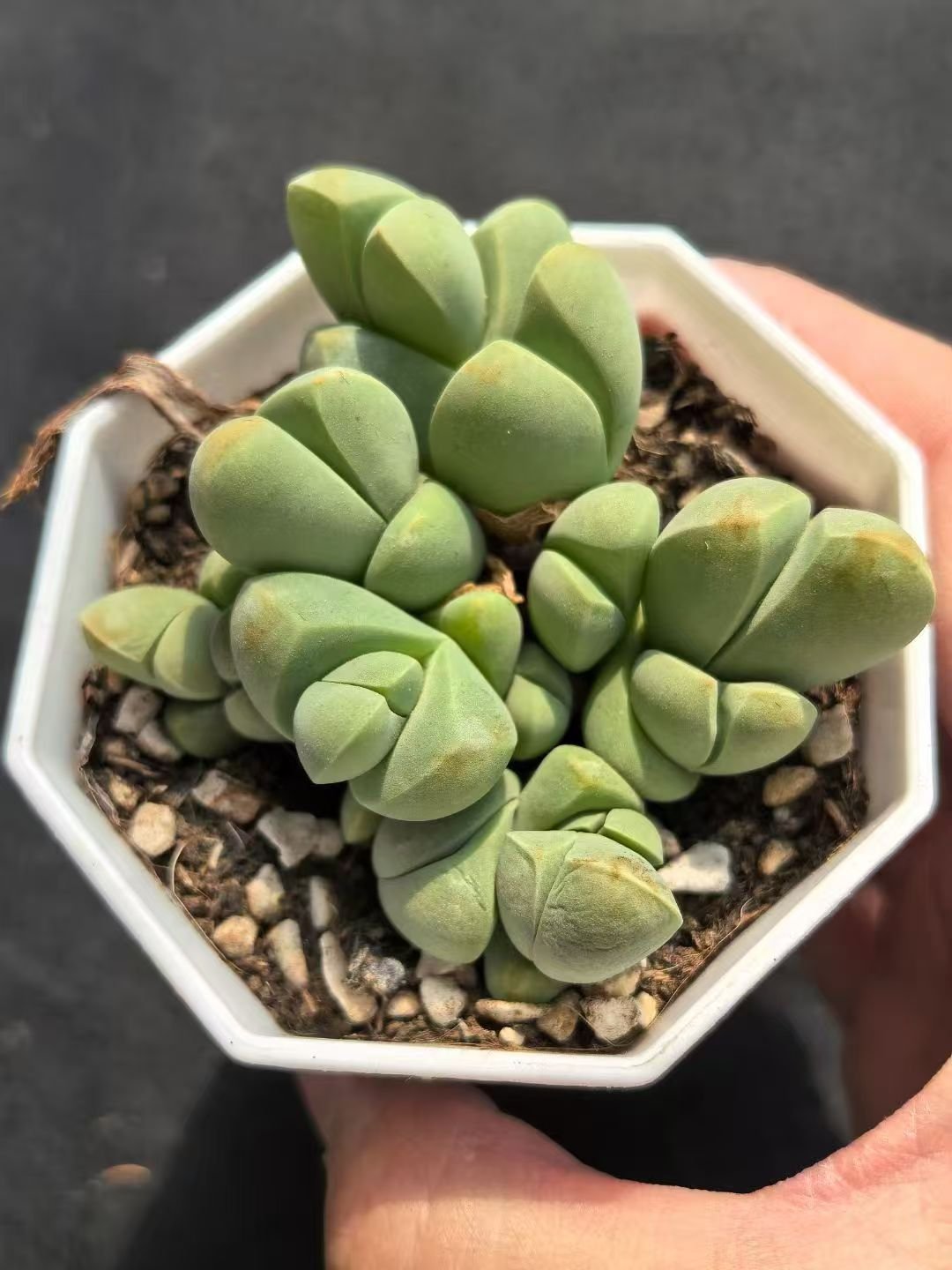 Gibbaeum petrense
