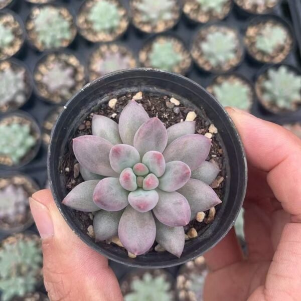 176. Echeveria malgan
