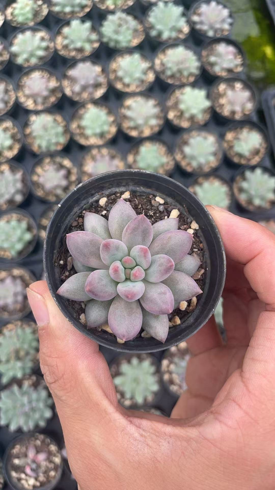 Echeveria malgan