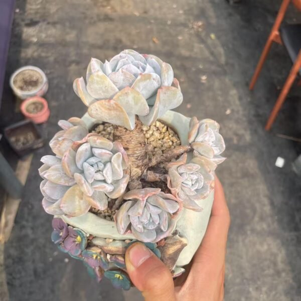 Echeveria ‘Exotic’