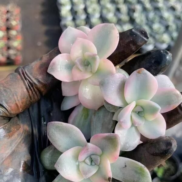 Graptopetalum ‘Purple Delight’ Variegated