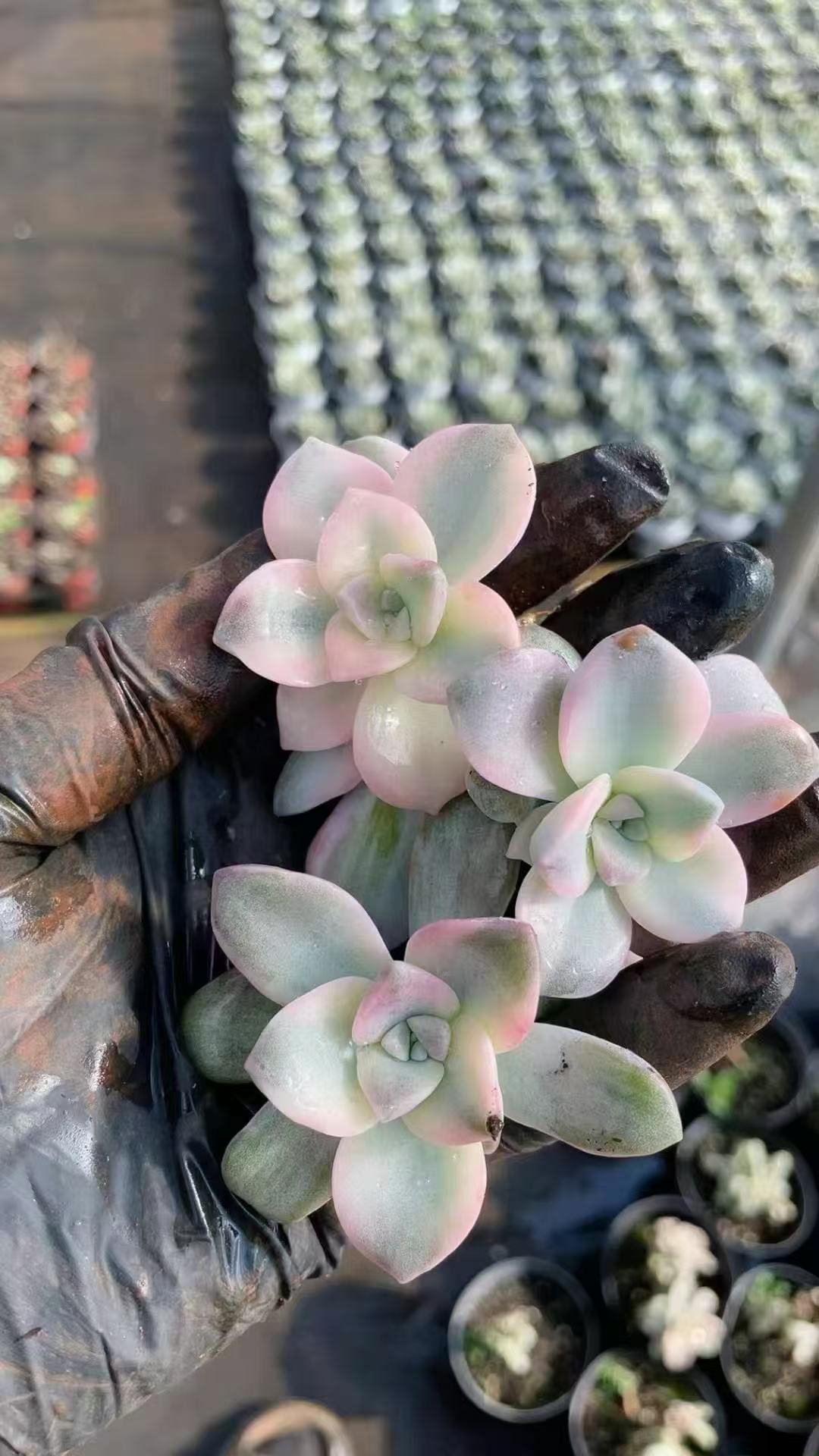 Graptopetalum 'Purple Delight' Variegated