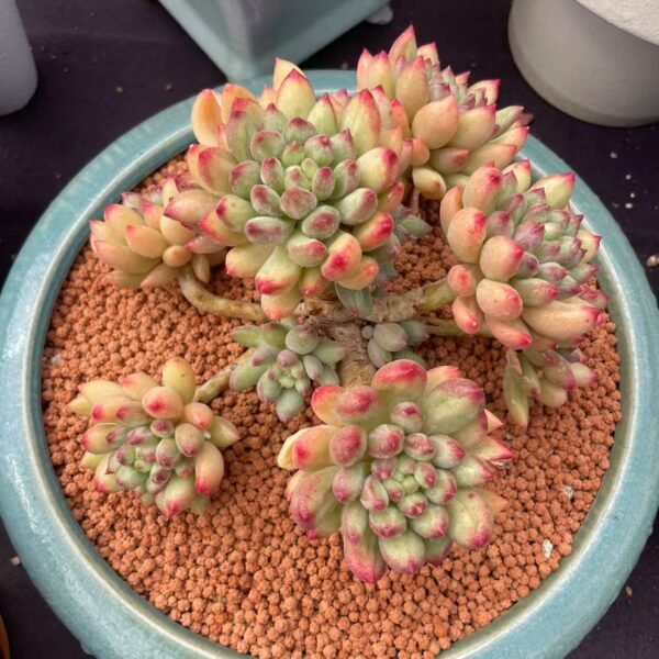 Ariocarpus