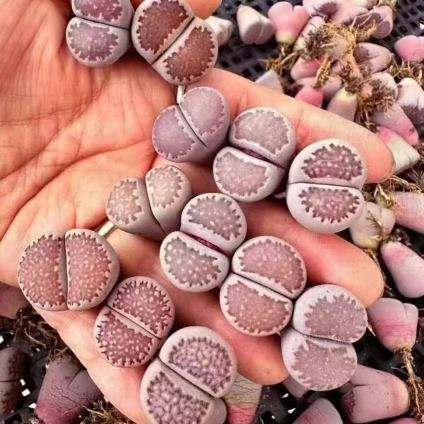 008. Lithops salicola ‘Bacchus’