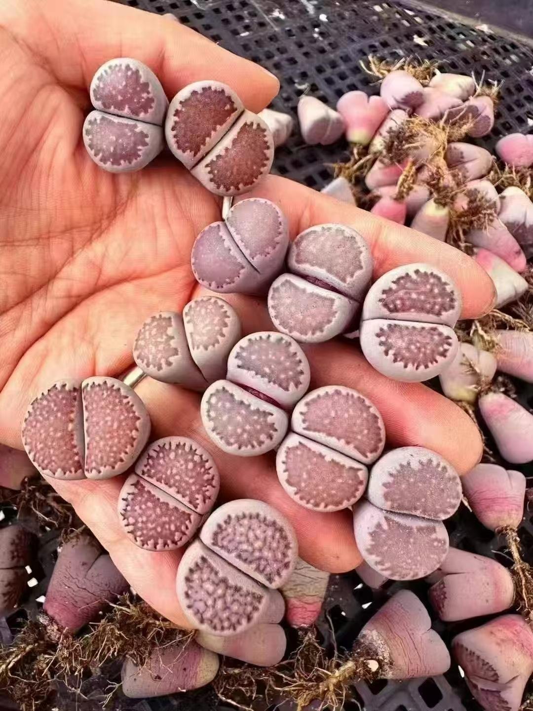 Lithops salicola 'Bacchus'