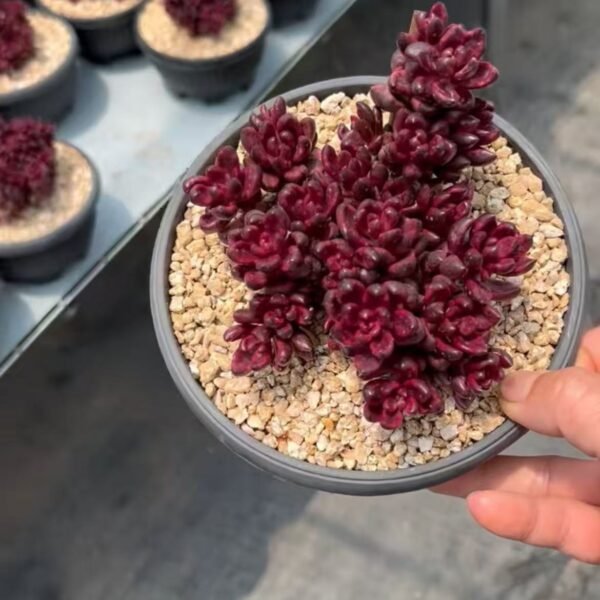 017. Echeveria ‘Melaco’