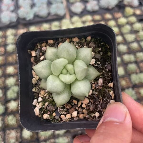 153. Echeveria ‘J.C. Van Keppel’