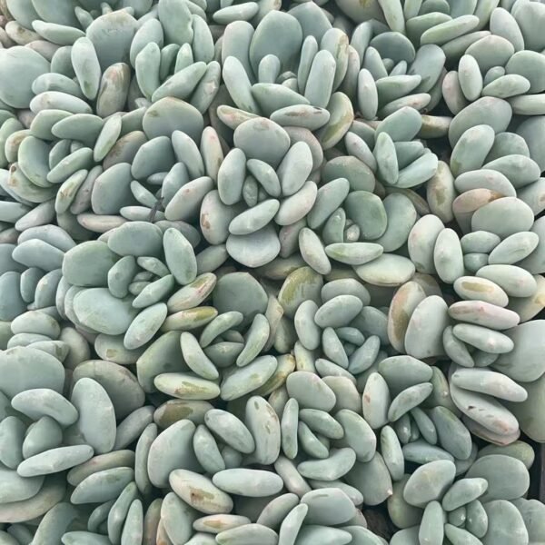 191. xSedeveria ‘Maxwell’