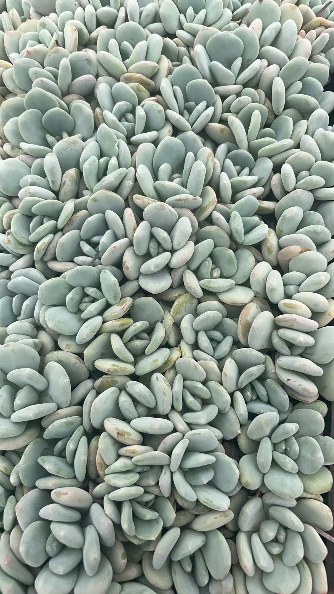 xSedeveria 'Maxwell'