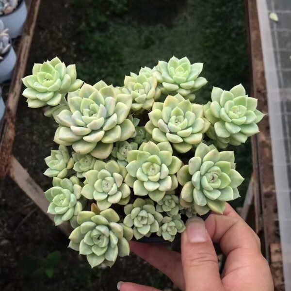 056. Echeveria ‘Tinkerbell’