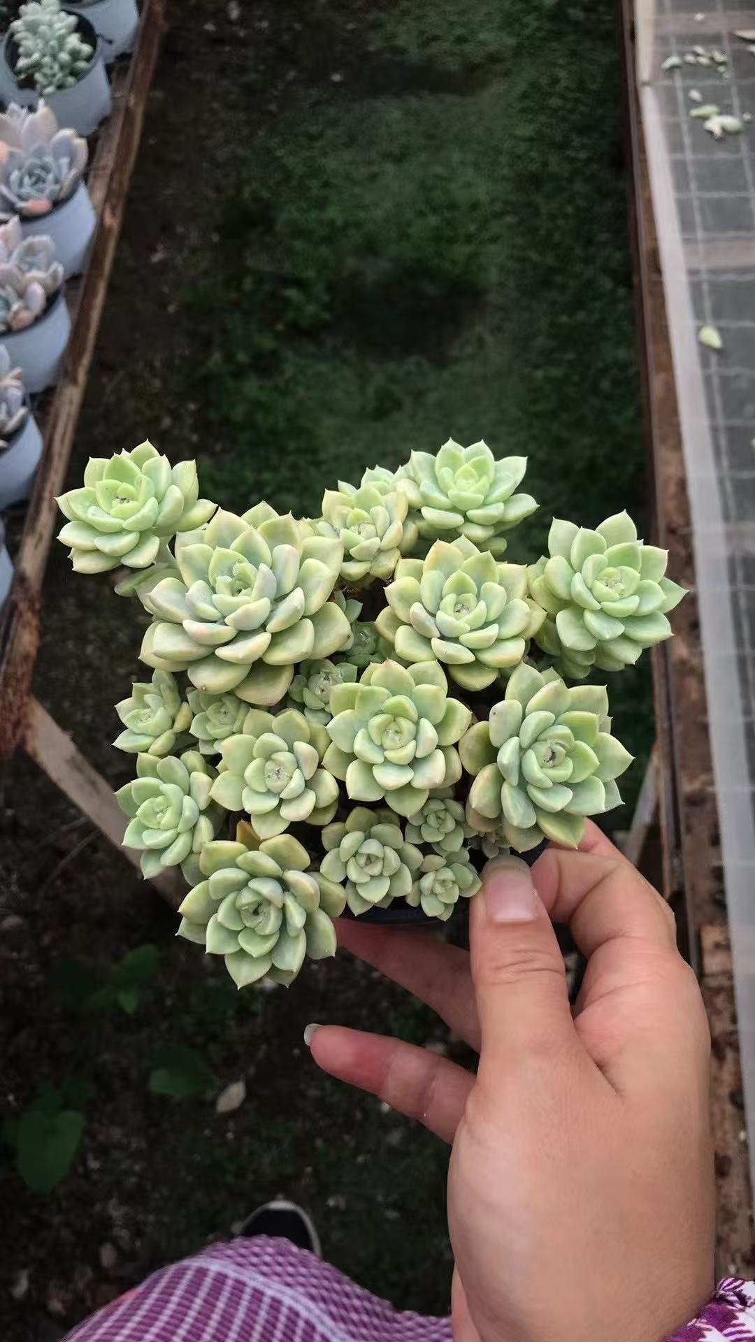 Echeveria 'Tinkerbell'