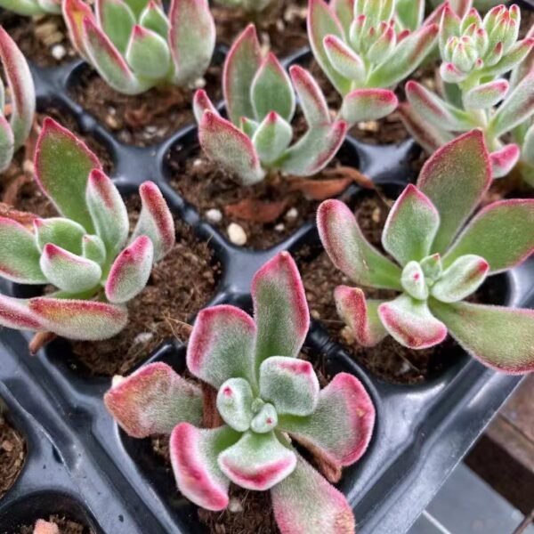 074. Echeveria pulvinata