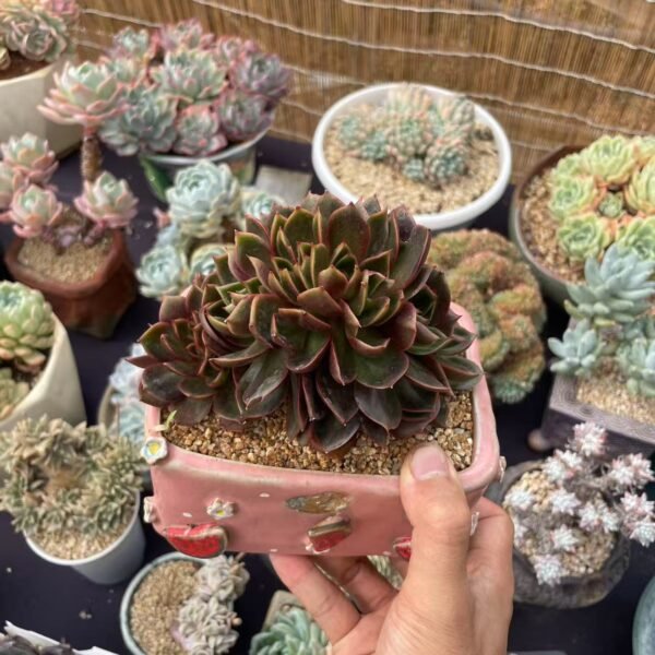 170. Kalanchoe ‘Wendy’