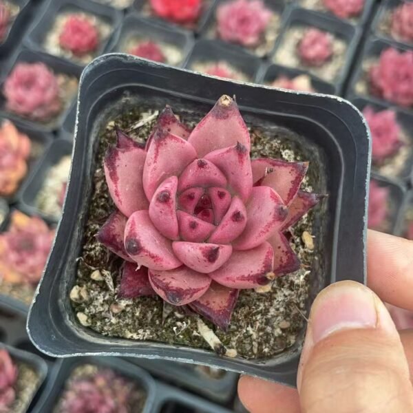 029. Echeveria ‘Snow White’