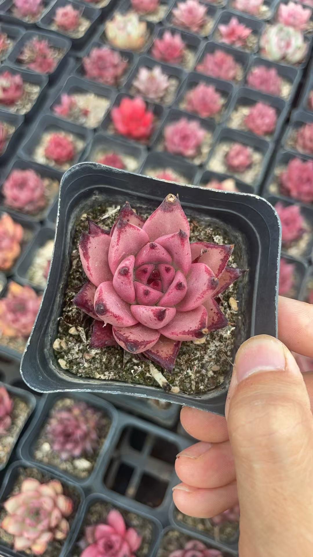 Echeveria 'Snow White'