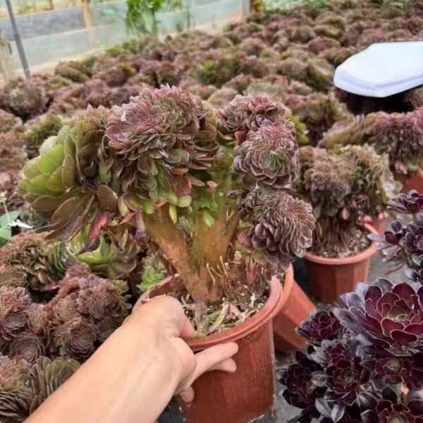 024. Aeonium ‘Halloween’