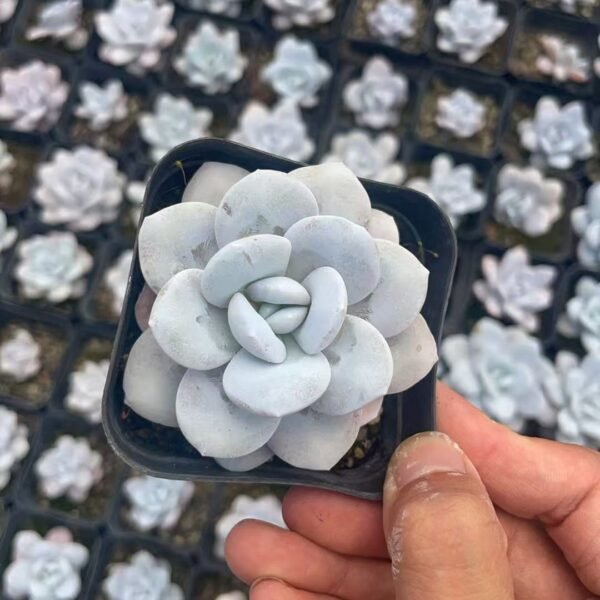 059. Echeveria laui