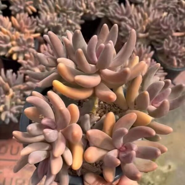 079. Pachysedum ‘Ganzhou’