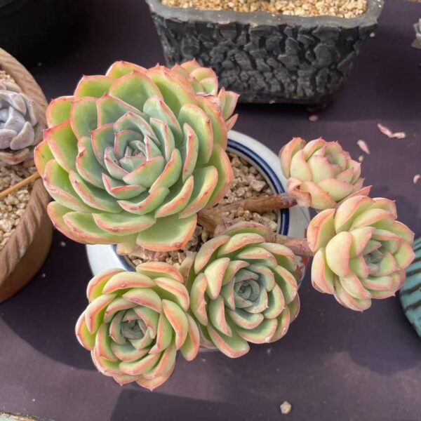 Echeveria ‘Morning Dew’