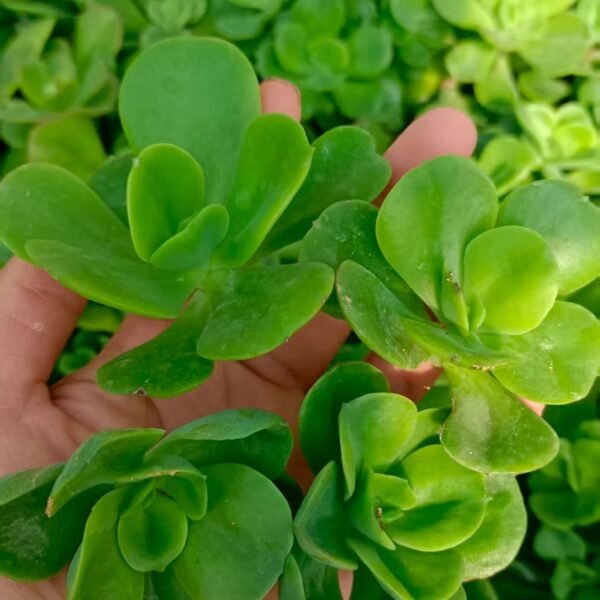 036. Echeveria Multicalulis ‘Ginmei Tennyo’