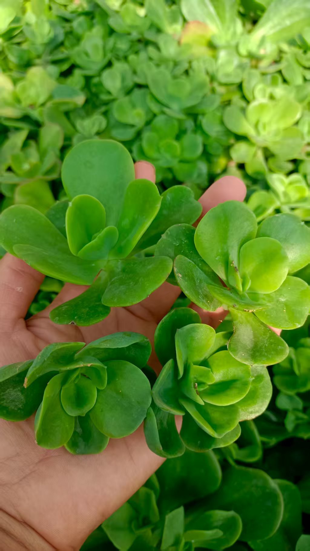 Echeveria Multicalulis 'Ginmei Tennyo'