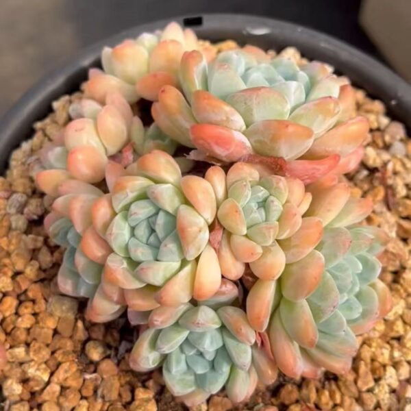 149. Echeveria ‘Ice green’