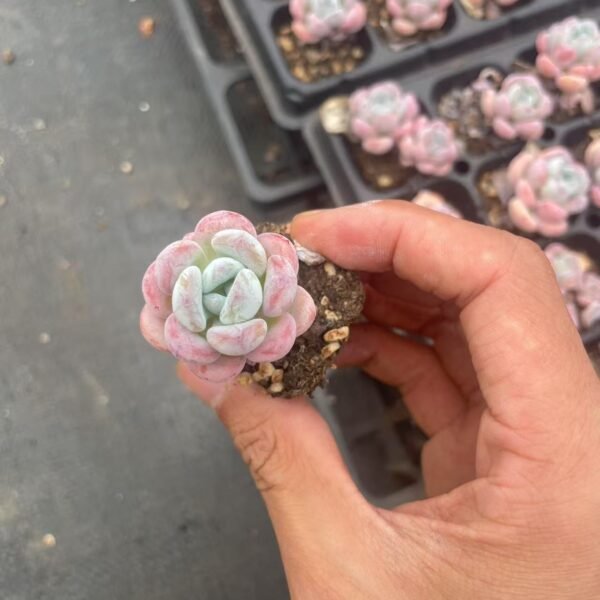 087. Echeveria ‘Man Man Xue’