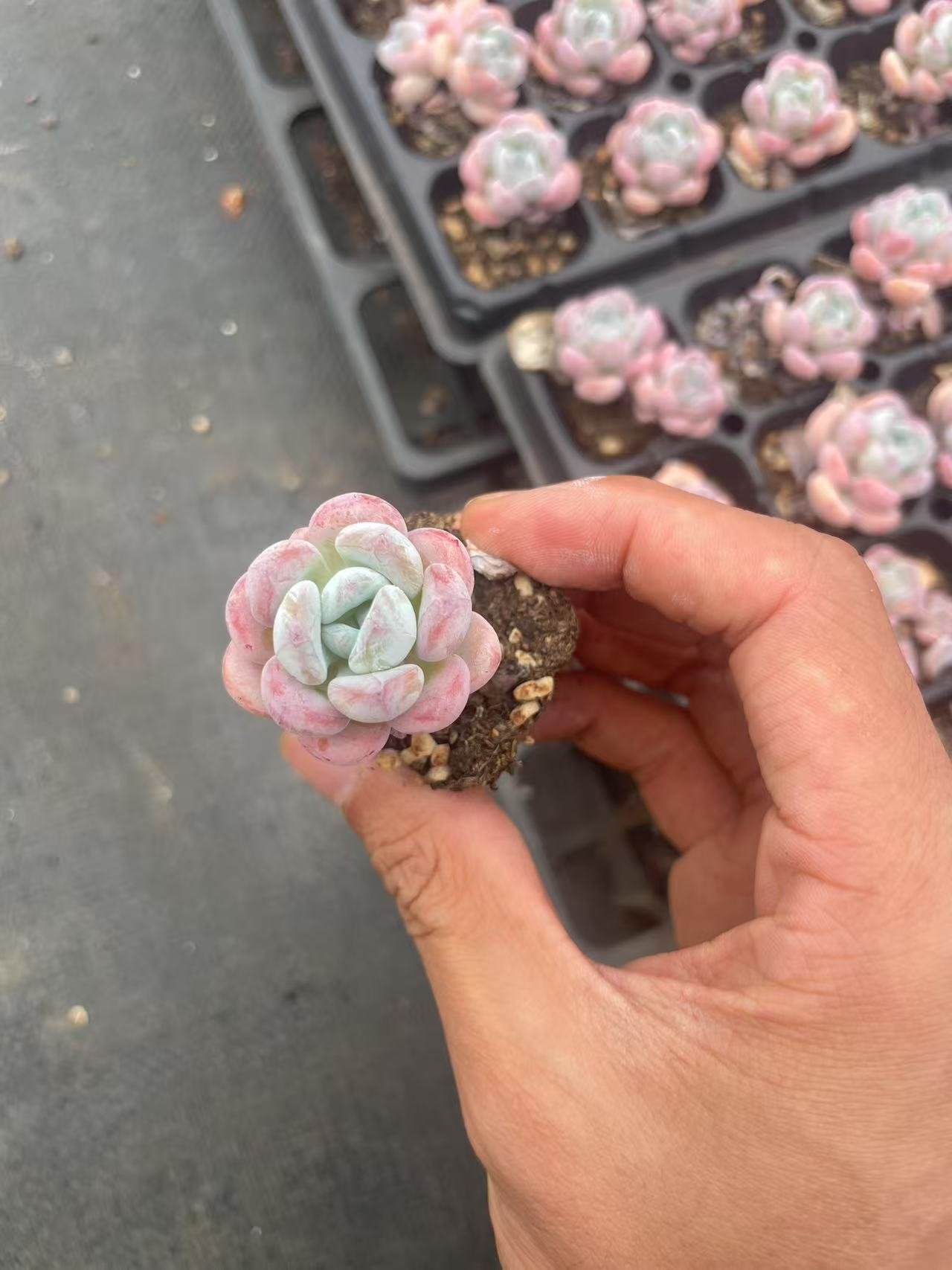 Echeveria 'Man Man Xue'