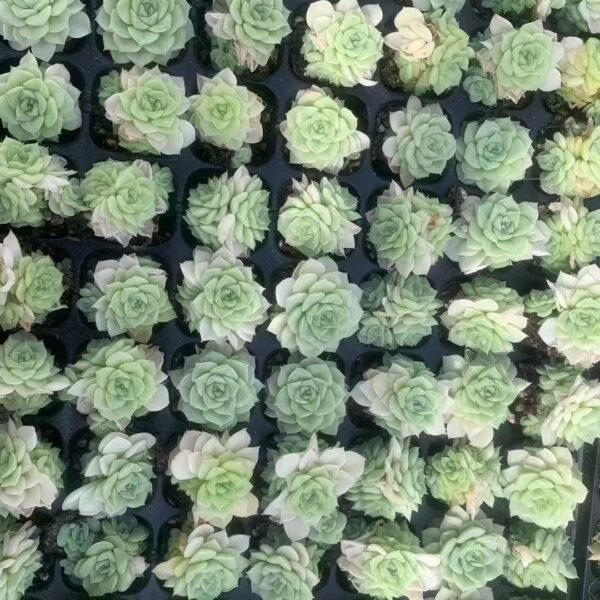 149. Echeveria ‘White Swan’