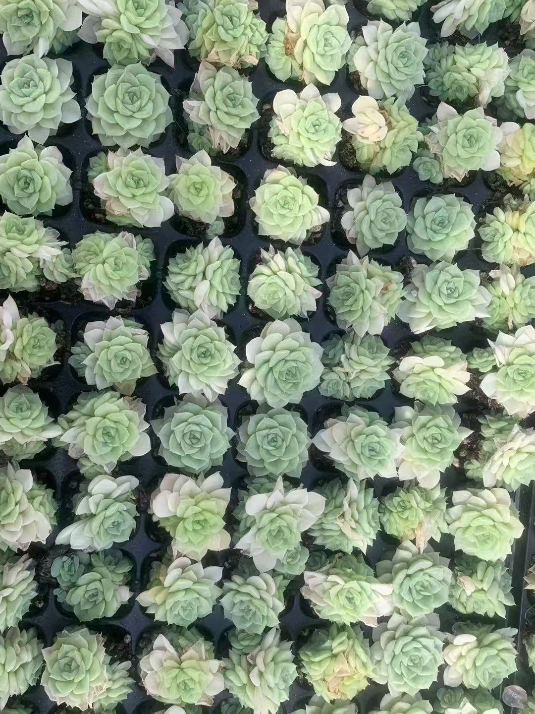 Echeveria 'White Swan'