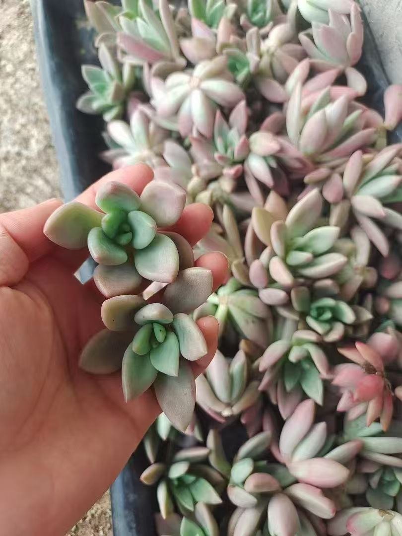 3f2ca6ed47b221a9a69f346cf244f0e