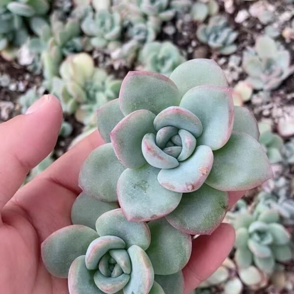 066. Echeveria ‘Choux Cream’
