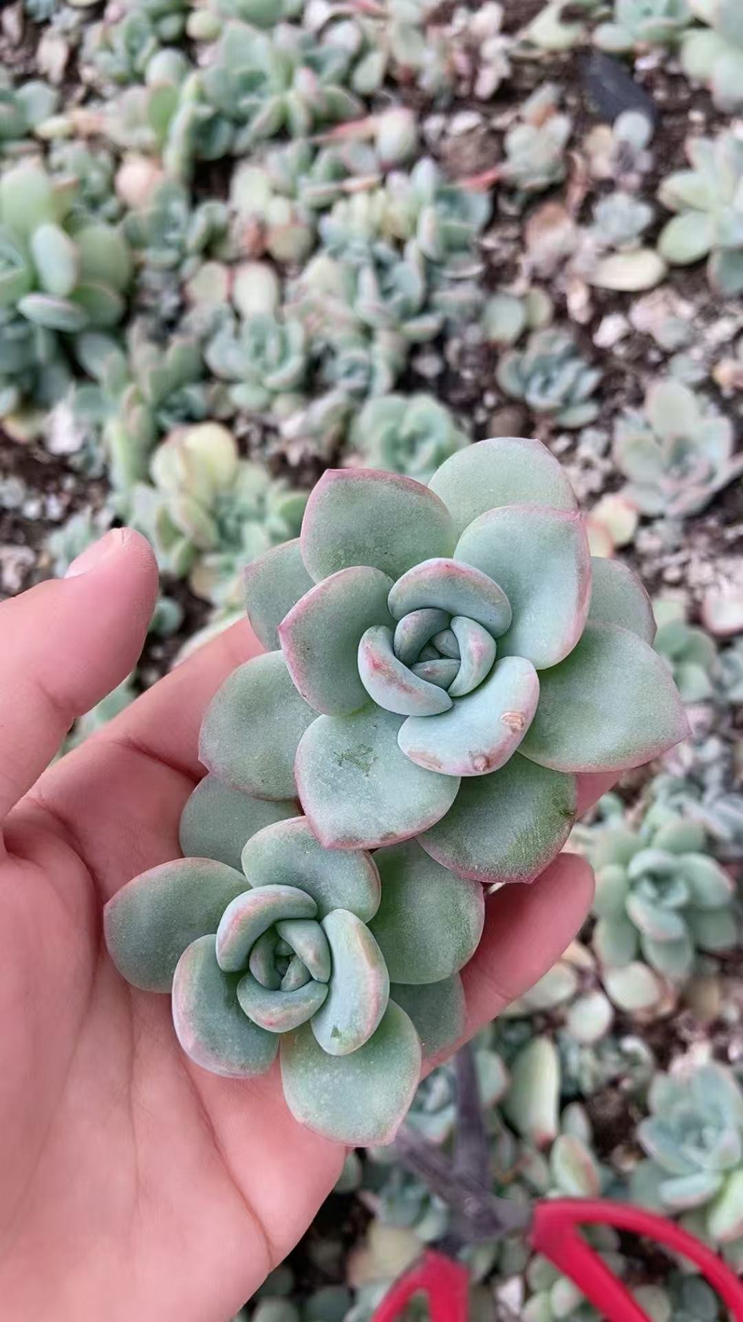 3f661139a5f11e60f1f6828044d1351