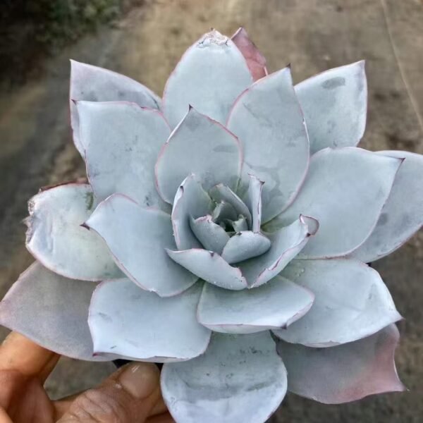 030. Echeveria cante