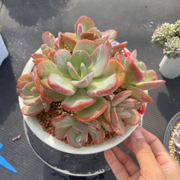 Sedum ‘Lemon Coral’